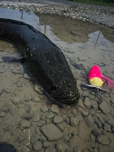 ライギョの釣果