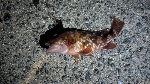 カサゴの釣果