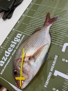 マダイの釣果