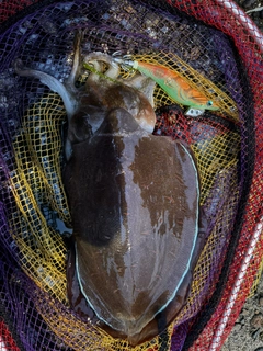 モンゴウイカの釣果