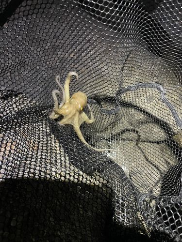 マダコの釣果