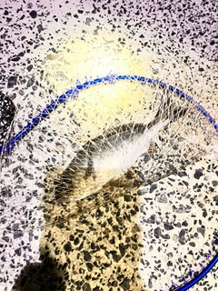 イサキの釣果