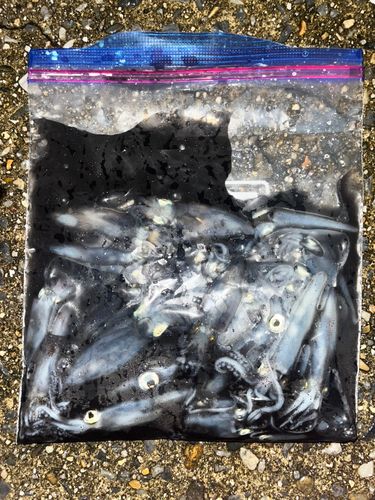 ヒイカの釣果