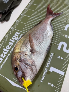 マダイの釣果