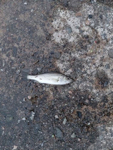 セイゴ（マルスズキ）の釣果