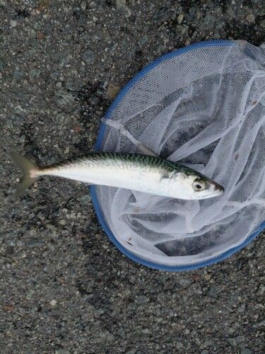 サバの釣果