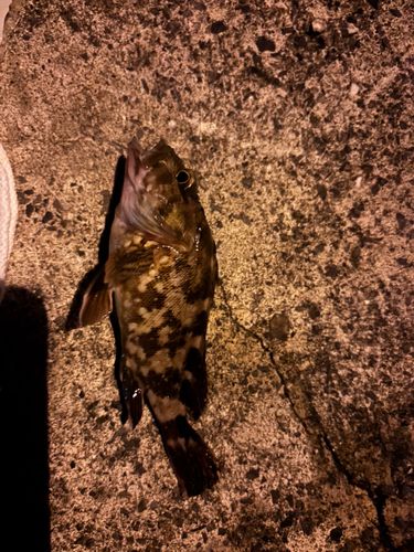 カサゴの釣果