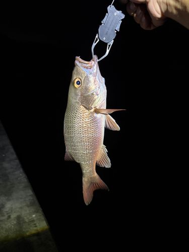 オキフエダイの釣果