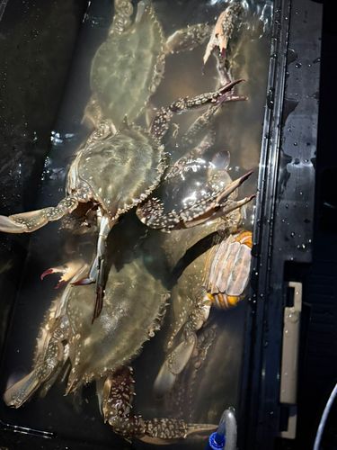 ワタリガニの釣果