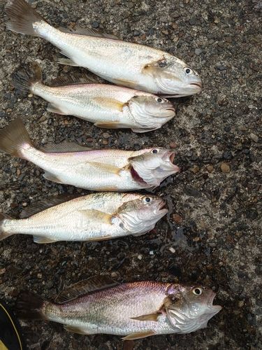 イシモチの釣果