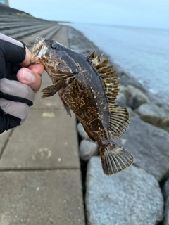 タケノコメバルの釣果