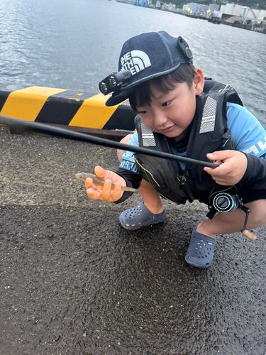 シロギスの釣果