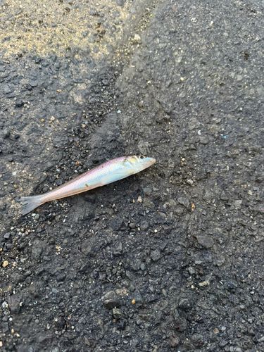 シロギスの釣果
