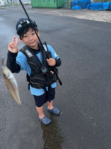 シロギスの釣果