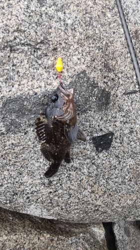 ムラソイの釣果
