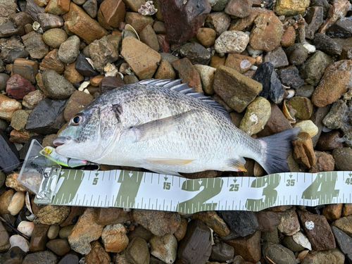キチヌの釣果