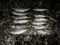 マアジの釣果