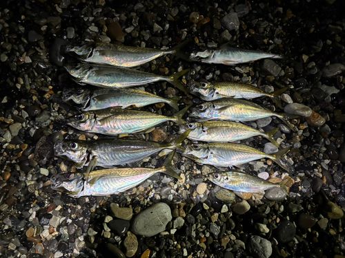 マアジの釣果
