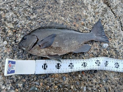 グレの釣果
