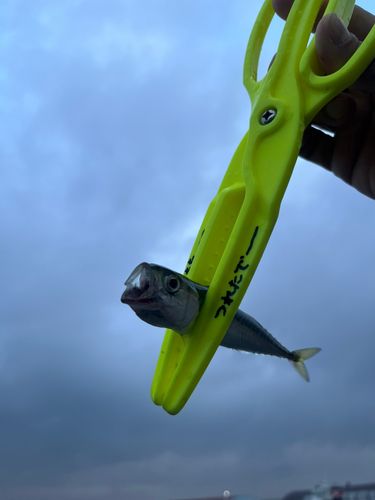 サバの釣果