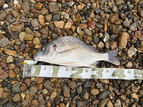 キチヌの釣果