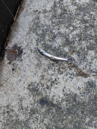 カタクチイワシの釣果