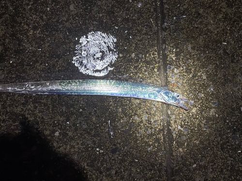 タチウオの釣果