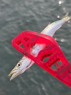 カマスの釣果