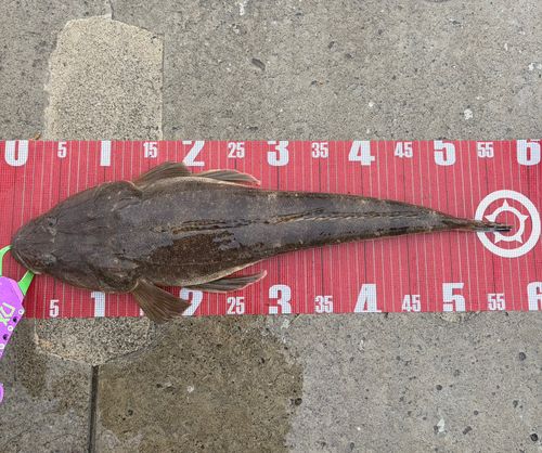 マゴチの釣果