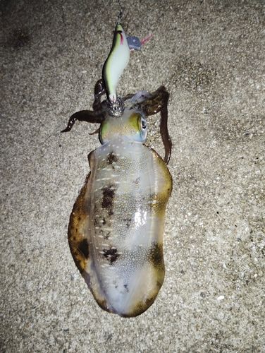 アオリイカの釣果