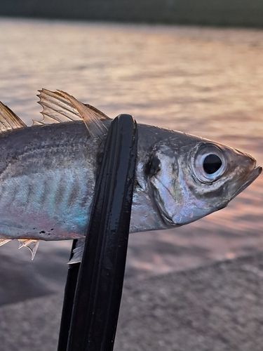 マアジの釣果