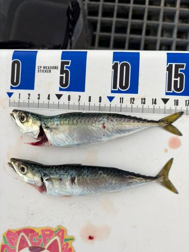 マサバの釣果