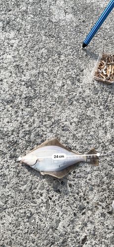 マガレイの釣果