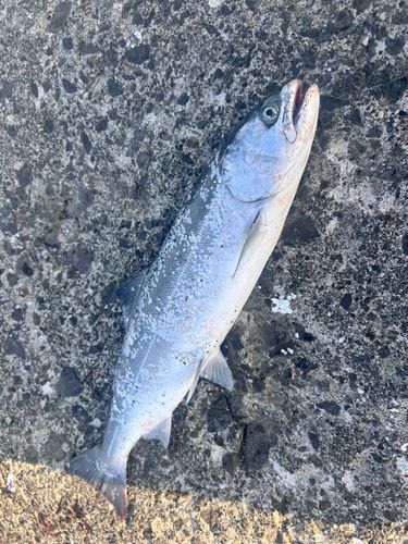 サクラマスの釣果