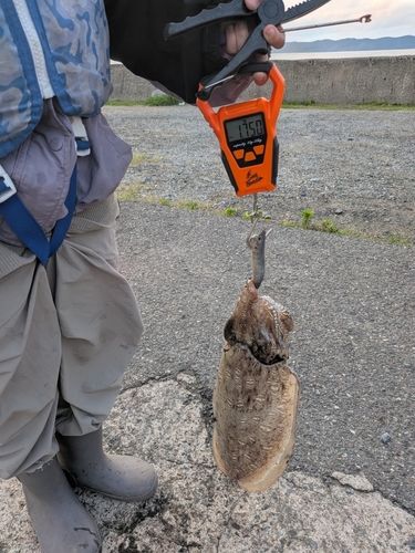 モンゴウイカの釣果