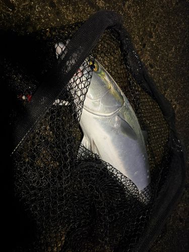 ブリの釣果