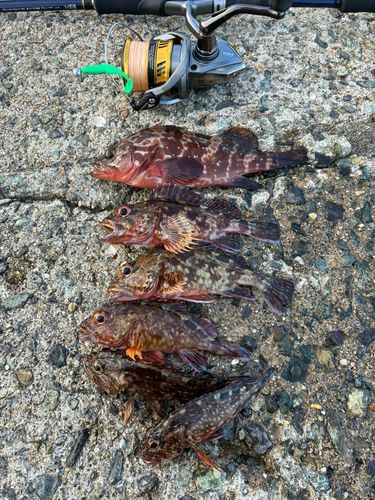 アコウの釣果
