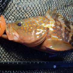 キジハタの釣果