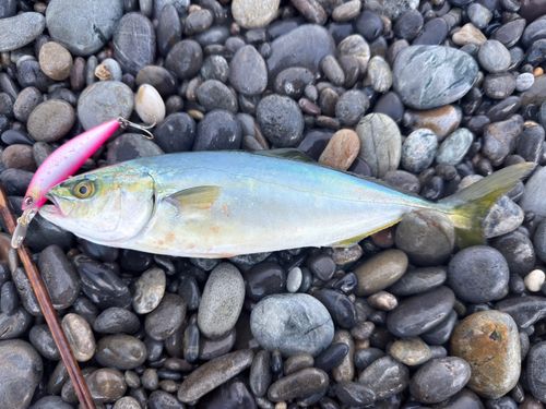ツバスの釣果
