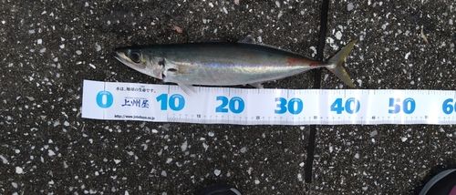 ムロアジの釣果