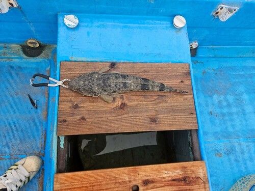 マゴチの釣果