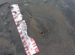 アカエイの釣果