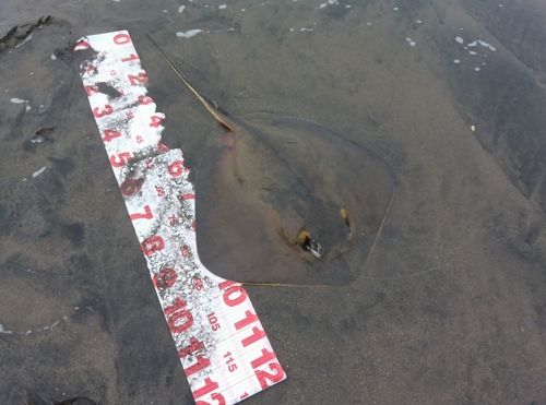 アカエイの釣果