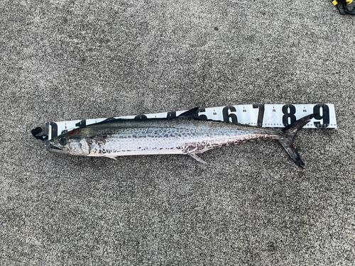 サワラの釣果