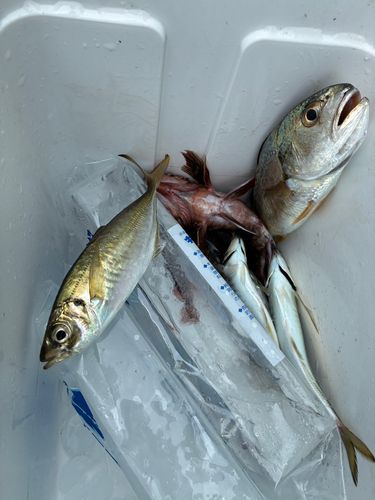 釣果