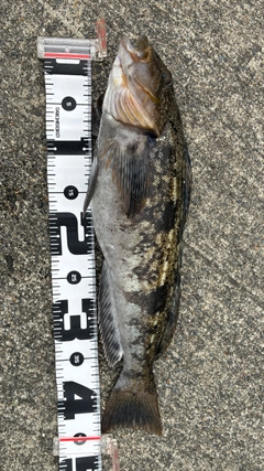 アイナメの釣果