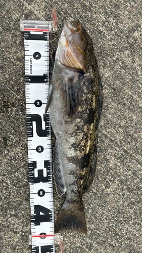 アイナメの釣果
