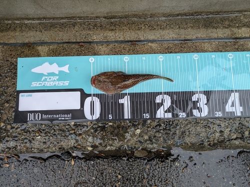 ミシマオコゼの釣果