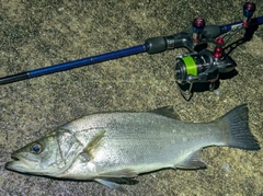 セイゴ（ヒラスズキ）の釣果
