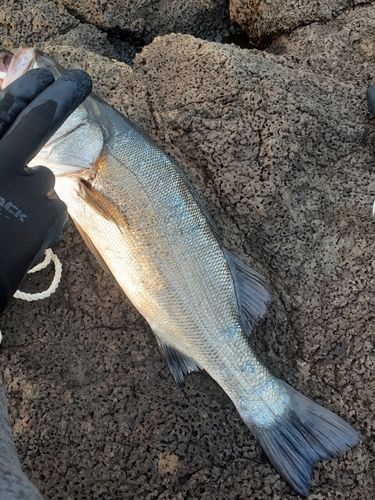 ヒラスズキの釣果